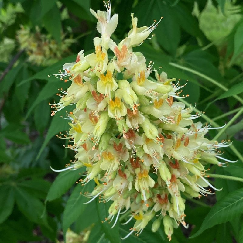 Aesculus glabra, photographed by Christopher Zacharias