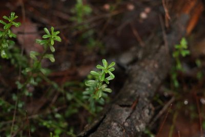 Phyllanthus hirtellus, photographed by Greg Tasney