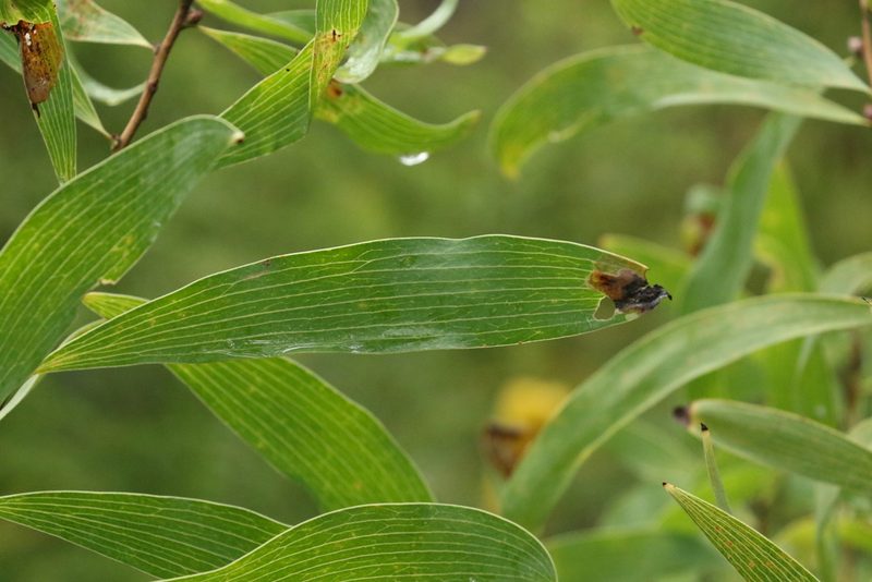 Hakea benthamii, photographed by Greg Tasney