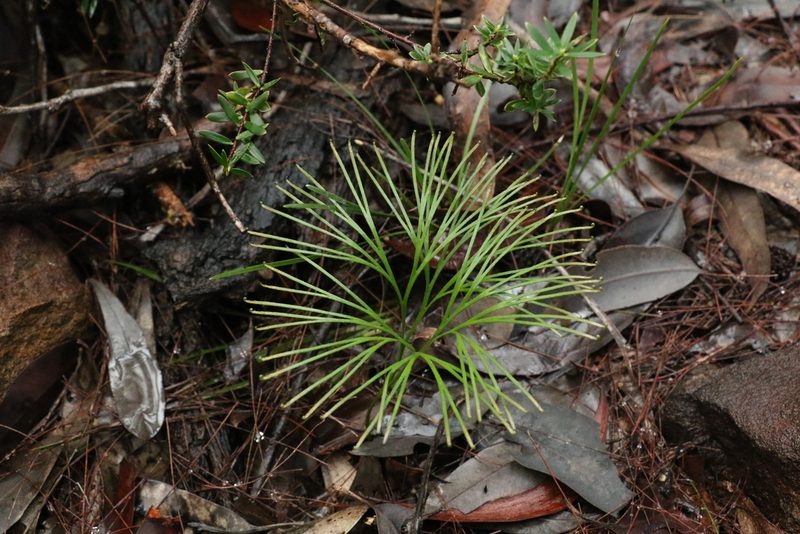 Schizaea dichotoma, photographed by Greg Tasney