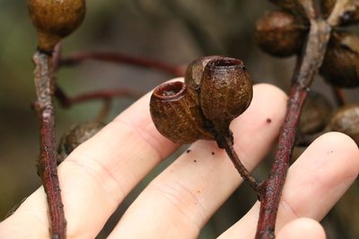 Eucalyptus planchoniana, photographed by Greg Tasney