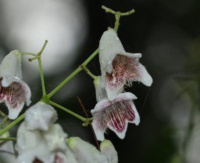 Pandorea pandorana, photographed by Greg Tasney