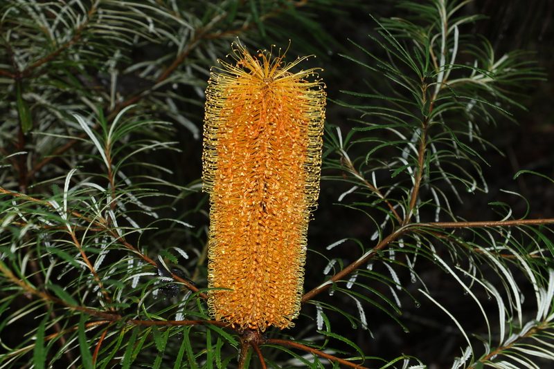 Banksia spinulosa, photographed by Greg Tasney