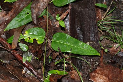 Leichhardtia coronata, photographed by Greg Tasney
