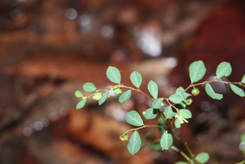 Phyllanthus gunnii, photographed by Greg Tasney