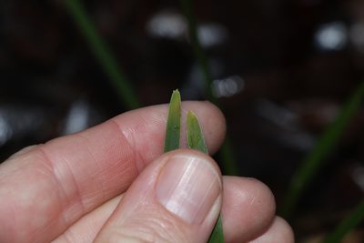 Lomandra filiformis, photographed by Greg Tasney