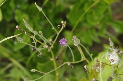 Lactuca graminifolia, photographed by Eric Knight