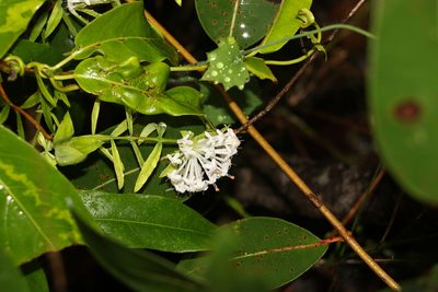 Pimelea linifolia, photographed by Greg Tasney