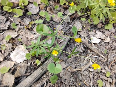 Ranunculus monophyllus, photographed by Елена Кизилова