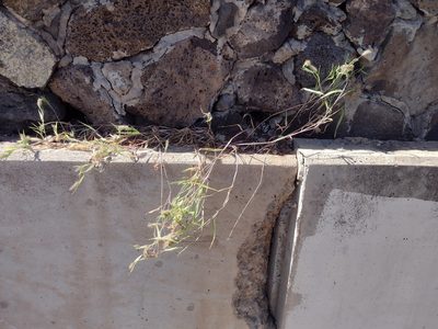 Setaria adhaerens, photographed by Kevin Faccenda