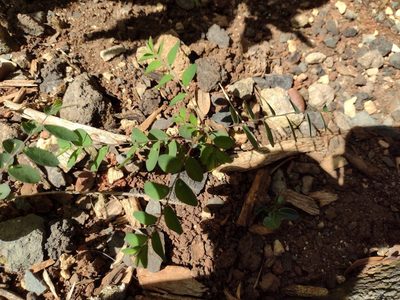 Phyllanthus tenellus, photographed by Kevin Faccenda