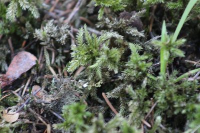 Climacium dendroides, photographed by Tatiana Strus