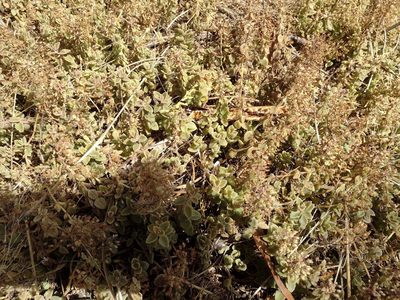 Coleus prostratus, photographed by Kevin Faccenda