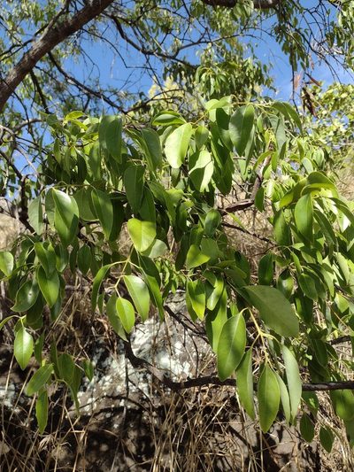 Santalum album, photographed by Kevin Faccenda
