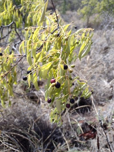 Santalum album, photographed by Kevin Faccenda