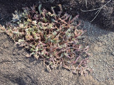 Portulaca pilosa, photographed by Kevin Faccenda
