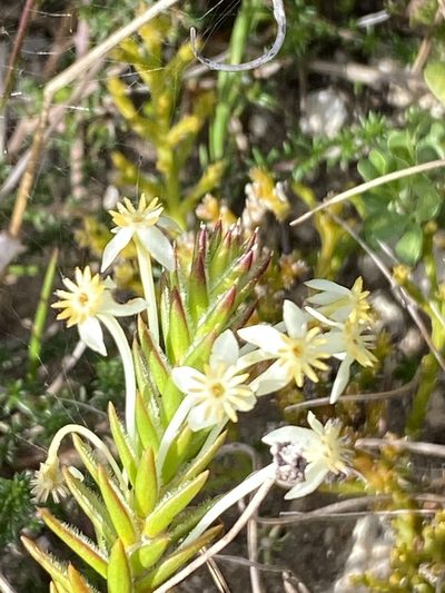 Struthiola rigida, photographed by Dave U
