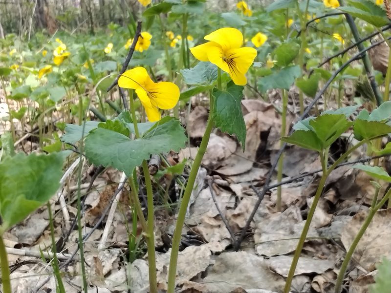 Viola uniflora, photographed by Елена Кизилова