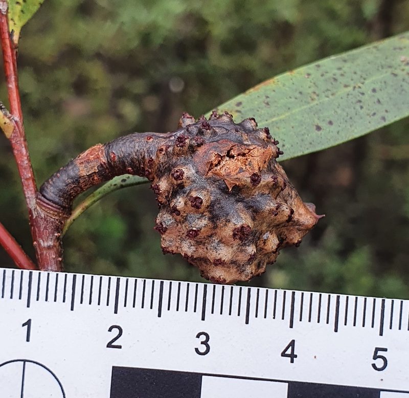 Hakea salicifolia, photographed by ronavery