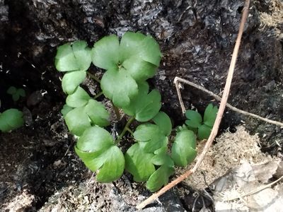 Adoxa moschatellina, photographed by Елена Кизилова