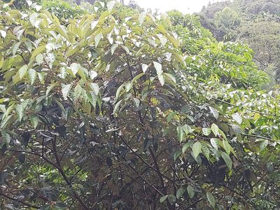 Styrax suberifolius, photographed by 胡正恆(Jackson Hu)