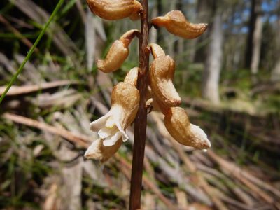 Gastrodia procera, photographed by Kiri Bee