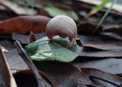 Corybas aconitiflorus, photographed by Eamonn Culhane