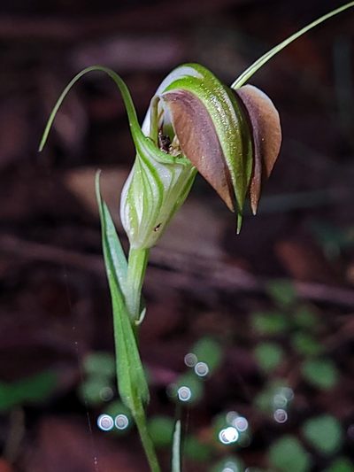 Pterostylis grandiflora, photographed by Eamonn Culhane