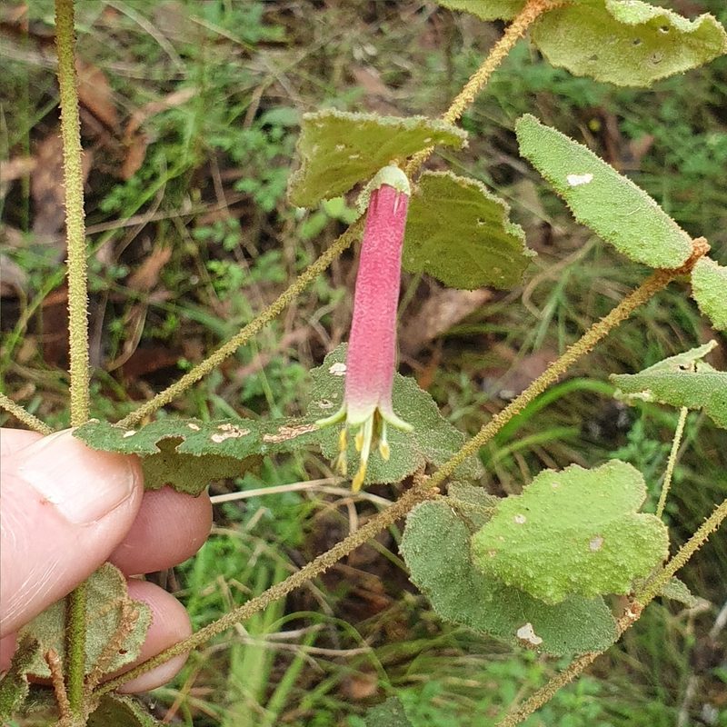 Correa reflexa, photographed by ronavery