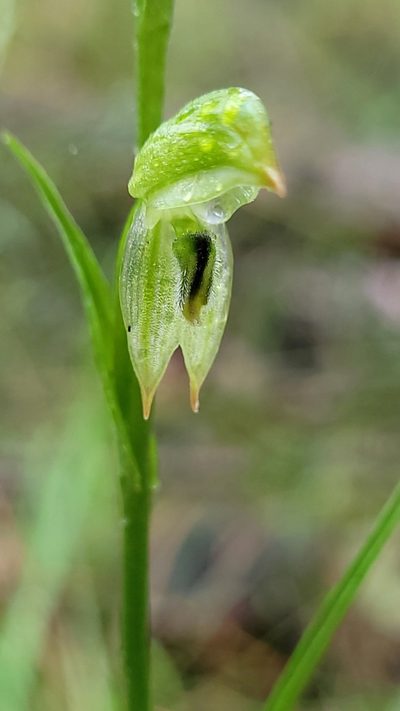 Pterostylis longifolia, photographed by Eamonn Culhane