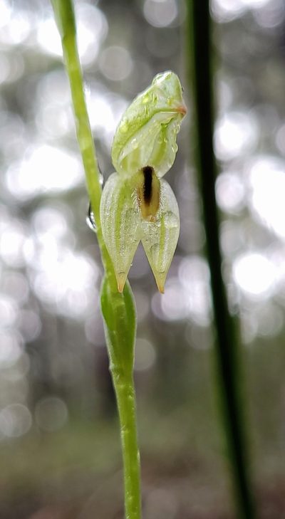 Pterostylis longifolia, photographed by Eamonn Culhane
