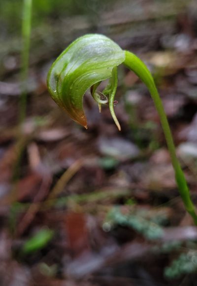 Pterostylis hispidula, photographed by Eamonn Culhane