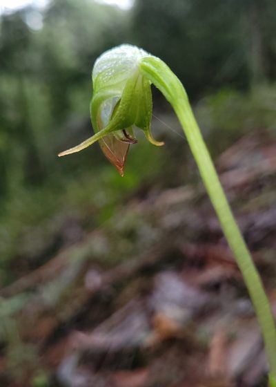 Pterostylis hispidula, photographed by Eamonn Culhane