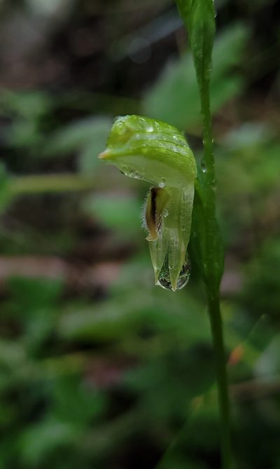 Pterostylis longifolia, photographed by Eamonn Culhane