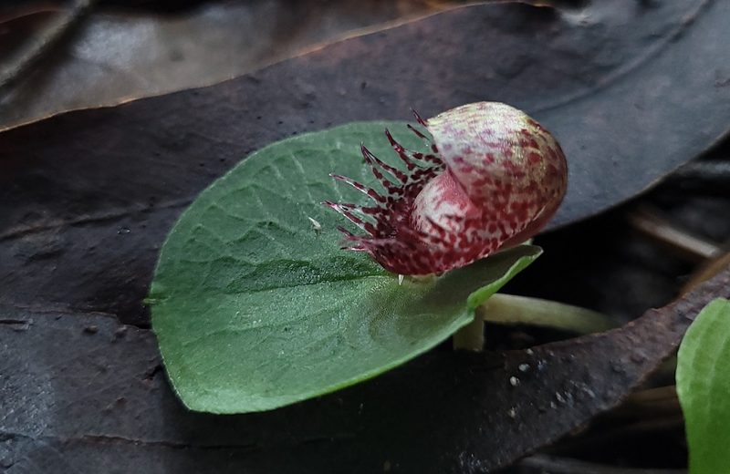 Corybas fimbriatus, photographed by Eamonn Culhane