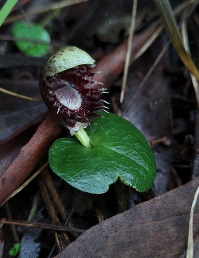 Corybas pruinosus, photographed by Eamonn Culhane