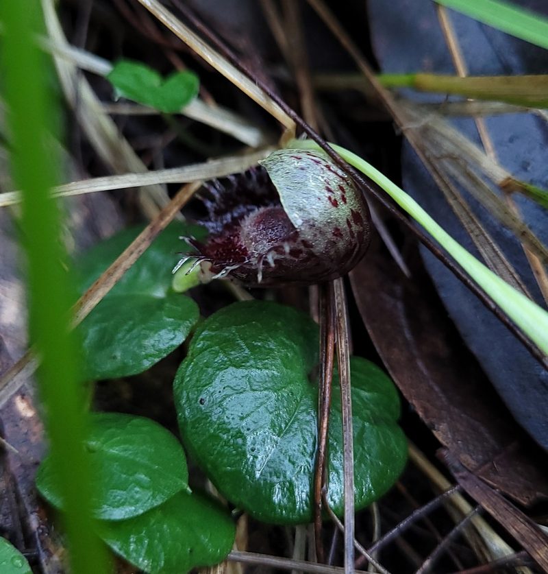 Corybas pruinosus, photographed by Eamonn Culhane