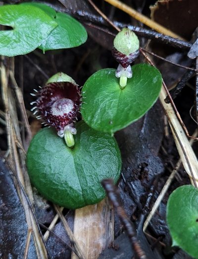 Corybas pruinosus, photographed by Eamonn Culhane