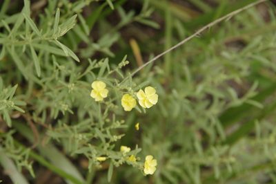 Crocanthemum rosmarinifolium, photographed by Eric Knight