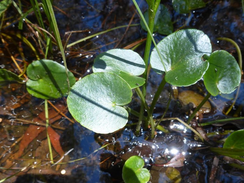 Ornduffia reniformis, photographed by Kiri Bee
