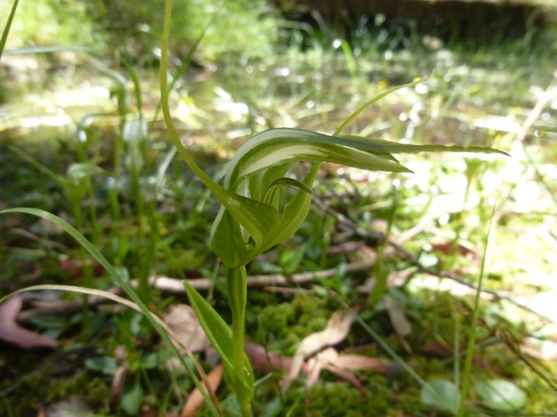 Pterostylis falcata, photographed by Kiri Bee