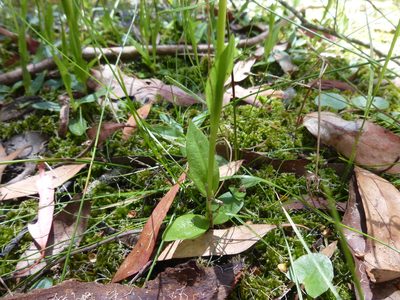Pterostylis falcata, photographed by Kiri Bee