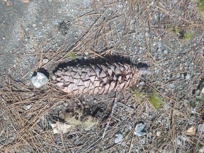 Pinus lambertiana, photographed by Drew Meyer