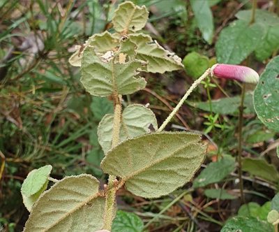 Correa reflexa, photographed by ronavery