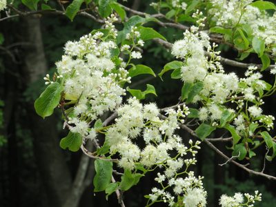 Symplocos sawafutagi, photographed by Marco Mussita