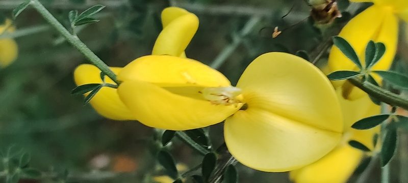 Cytisus striatus, photographed by Jose Castro