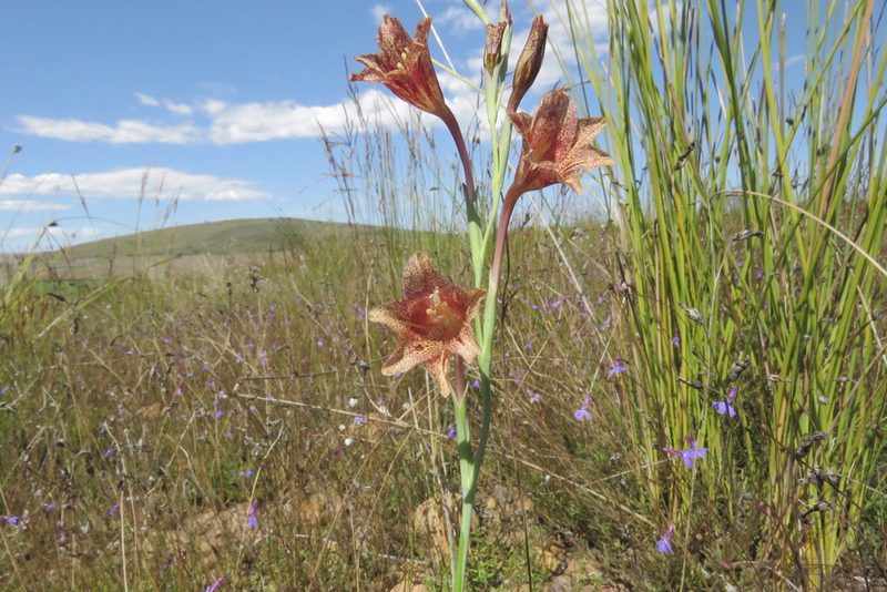 Gladiolus emiliae, photographed by Paul Emms