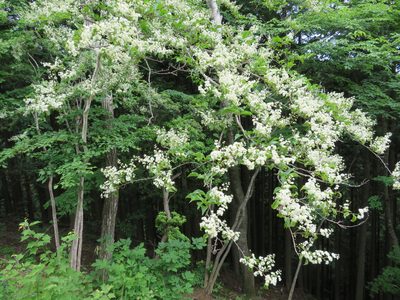 Symplocos sawafutagi, photographed by Marco Mussita
