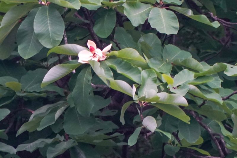 Magnolia obovata, photographed by WATANABE Hitoshi 渡辺仁