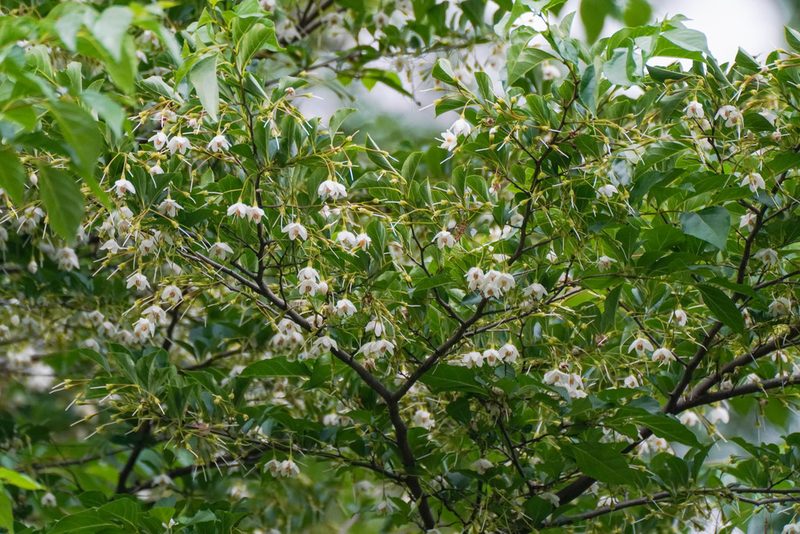 Styrax japonicus, photographed by WATANABE Hitoshi 渡辺仁